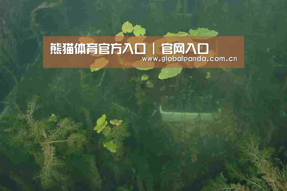 案例展示三