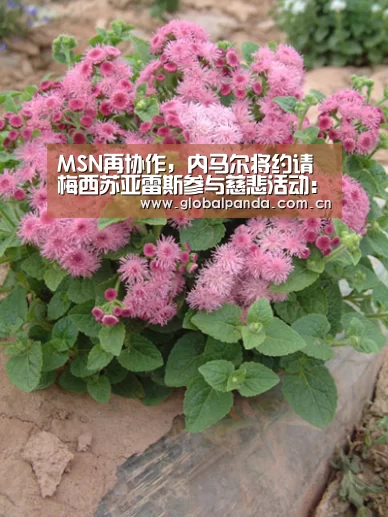 熊猫体育app